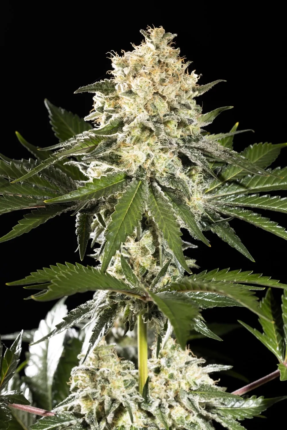 Sunset Sherbet Go Fast — afbeelding 2