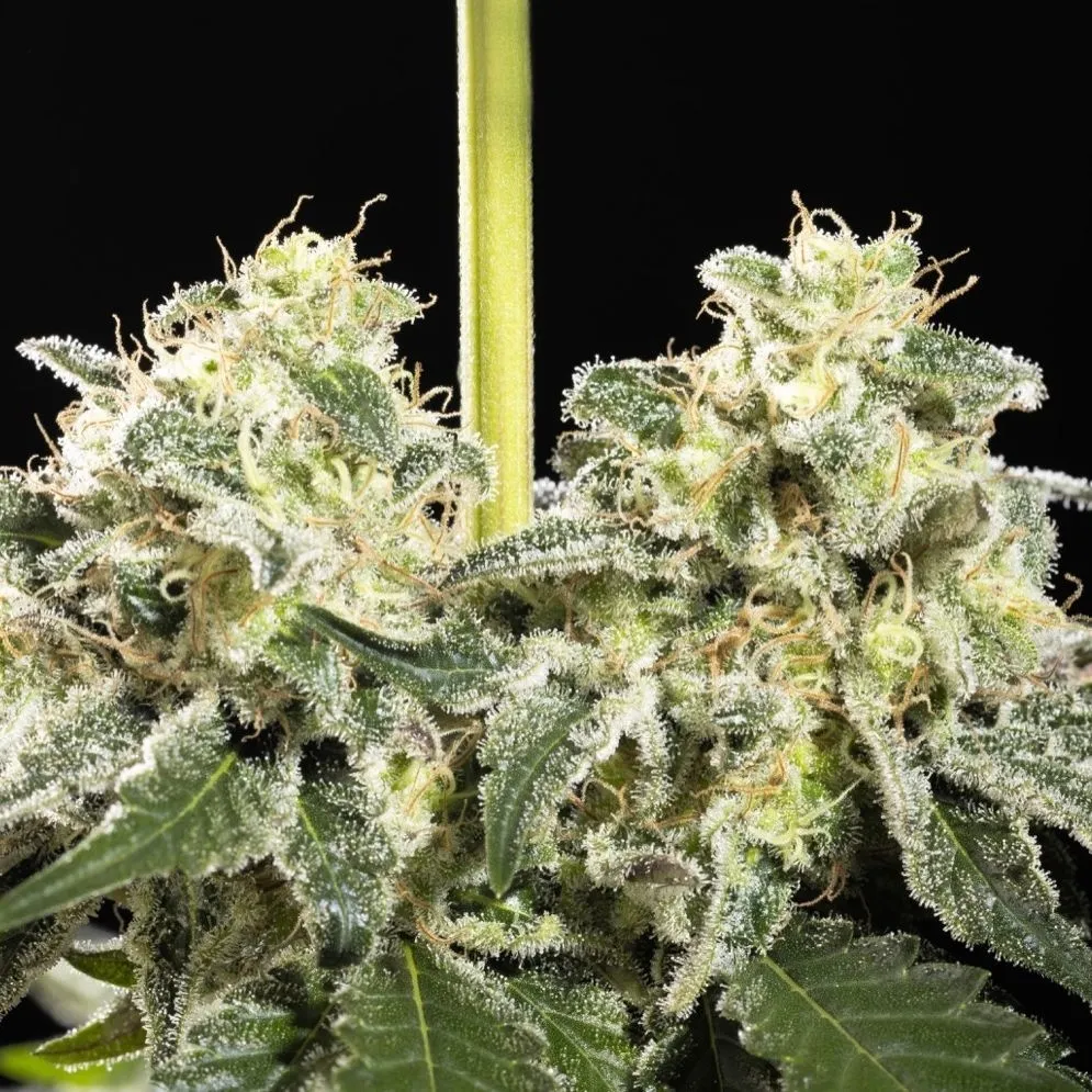 Sunset Sherbet Go Fast — afbeelding 3