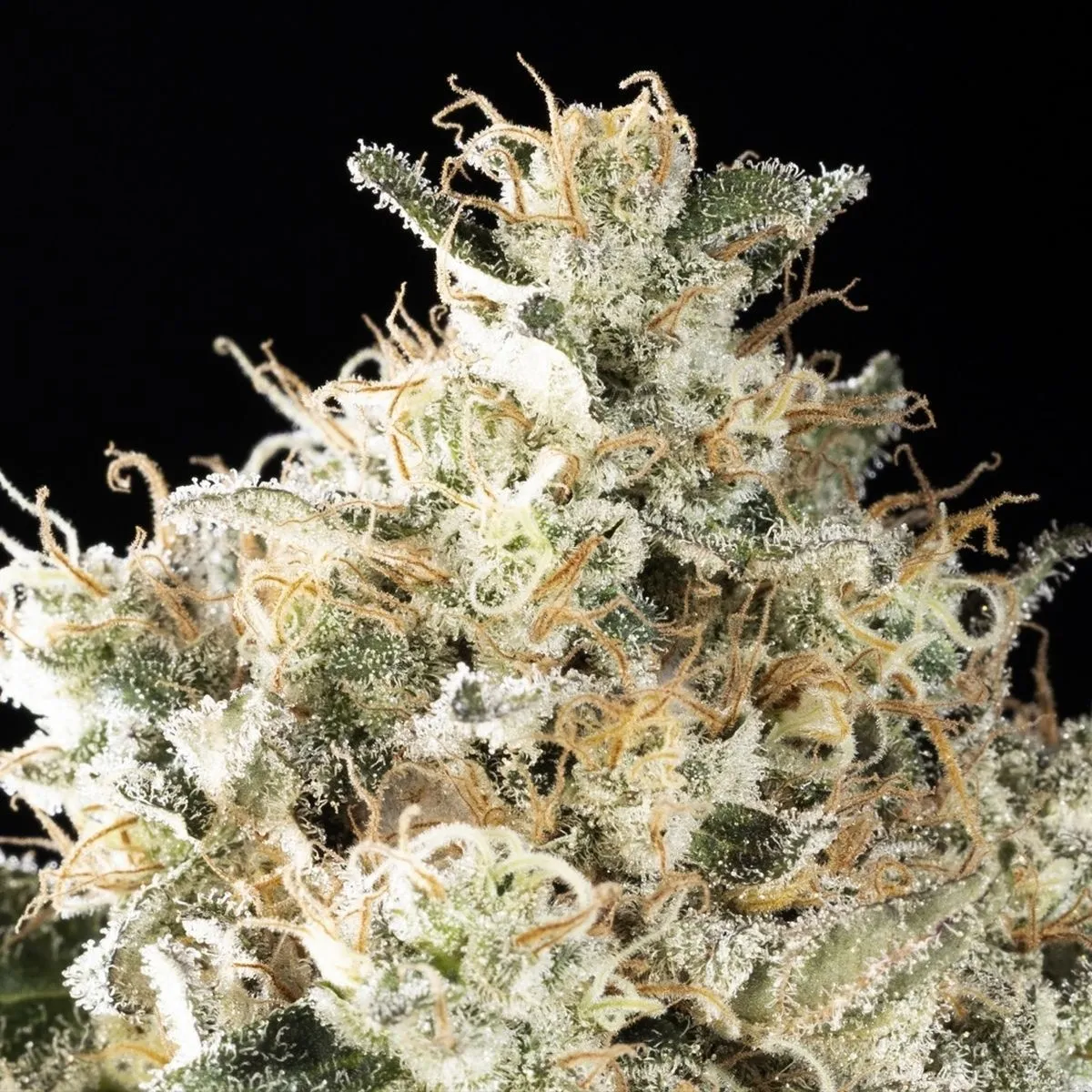 Sunset Sherbet Go Fast — afbeelding 4