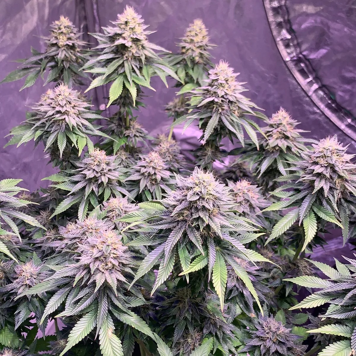 Super Silver Haze