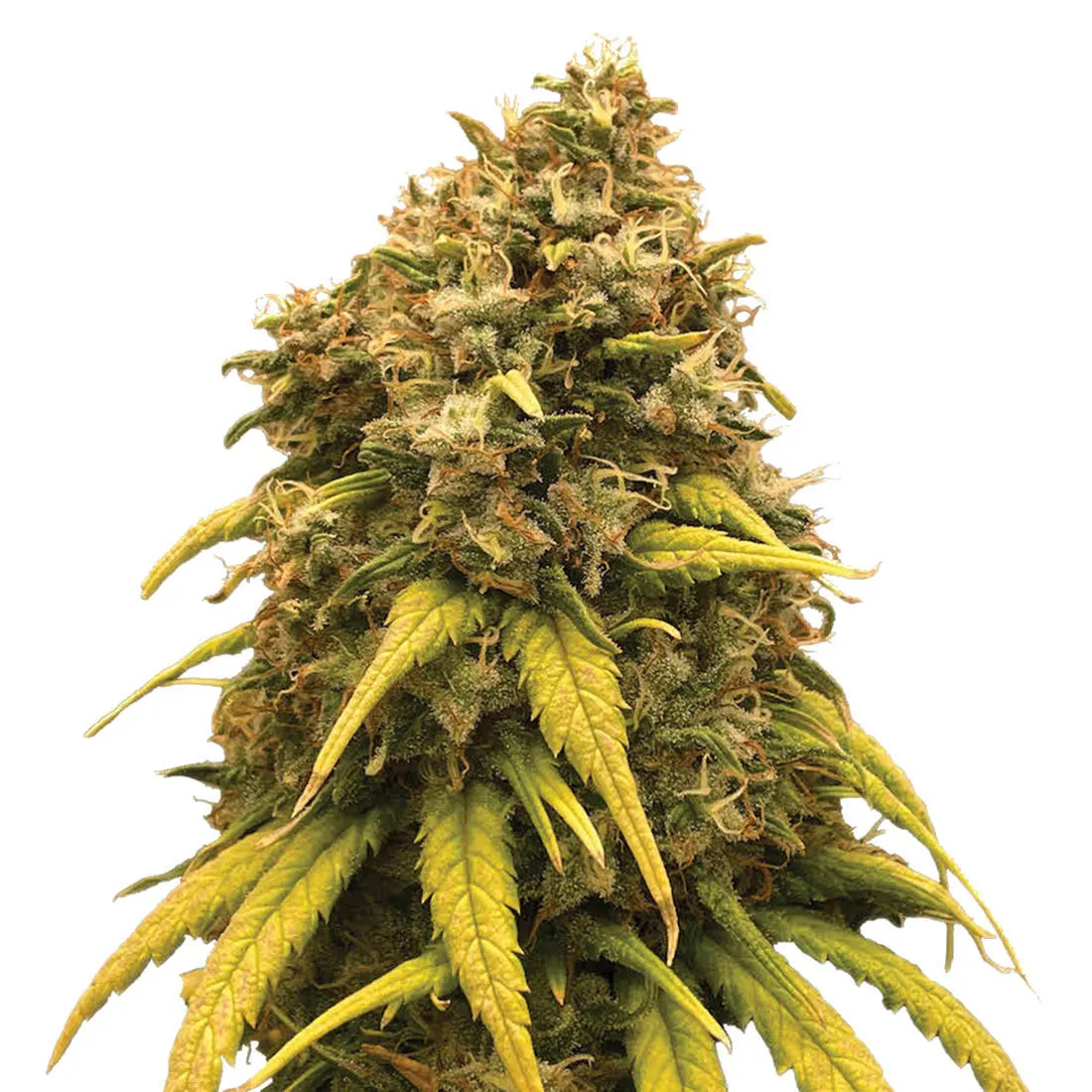 Super Silver Haze — afbeelding 2