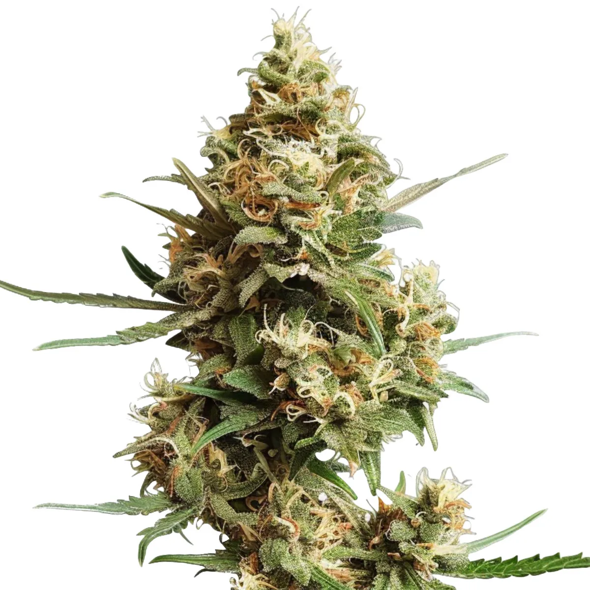 Super Silver Haze Auto — afbeelding 2