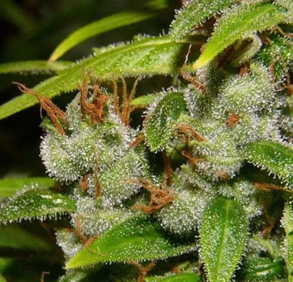 Super Silver Haze — afbeelding 2