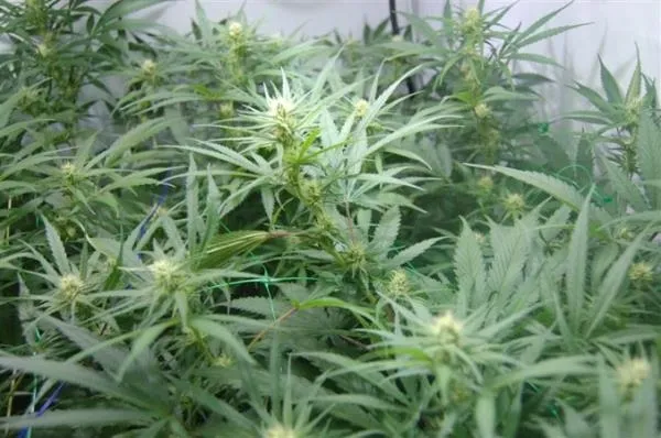 Super Silver Haze — afbeelding 3