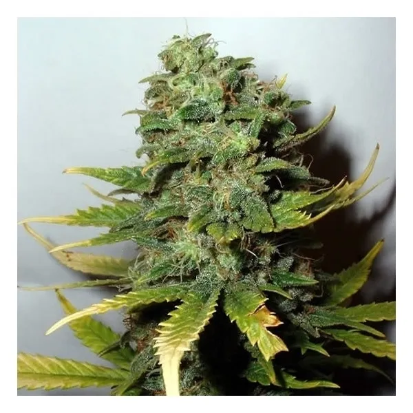 Super Skunk — afbeelding 2