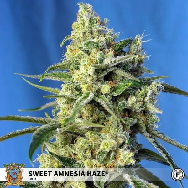 Sweet Amnesia Haze