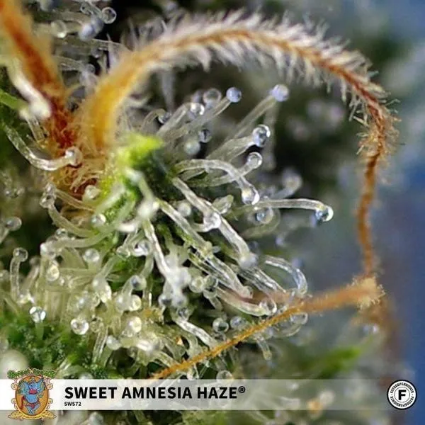 Sweet Amnesia Haze — afbeelding 2