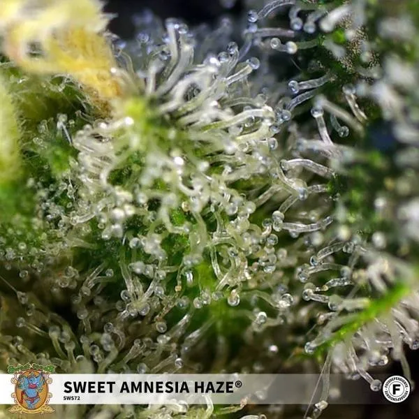 Sweet Amnesia Haze — afbeelding 3
