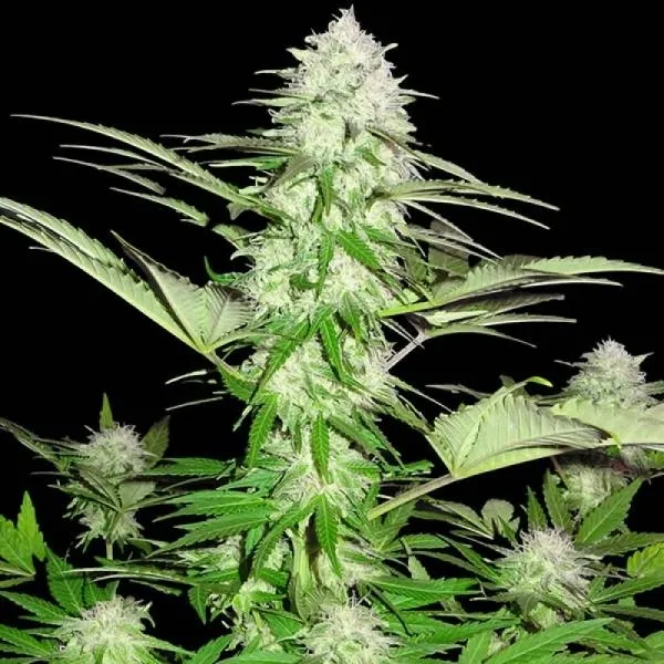 Sweet Harlem Diesel — afbeelding 3