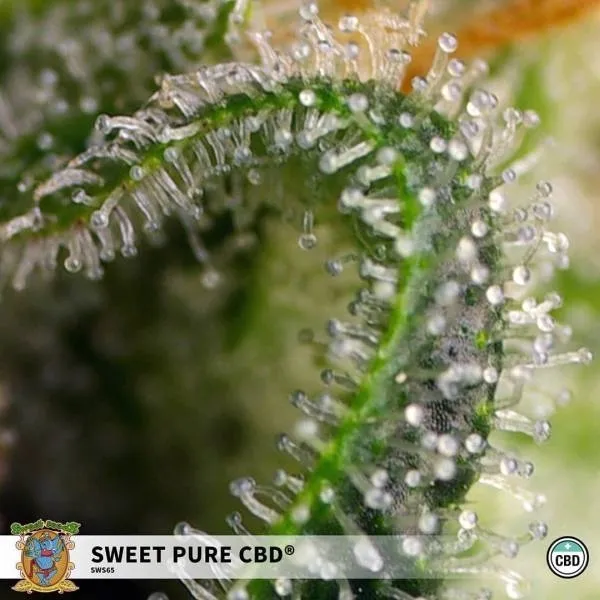 Sweet Pure CBD — afbeelding 2