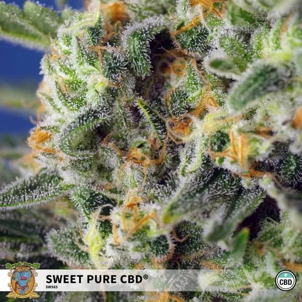 Sweet Pure CBD — afbeelding 3