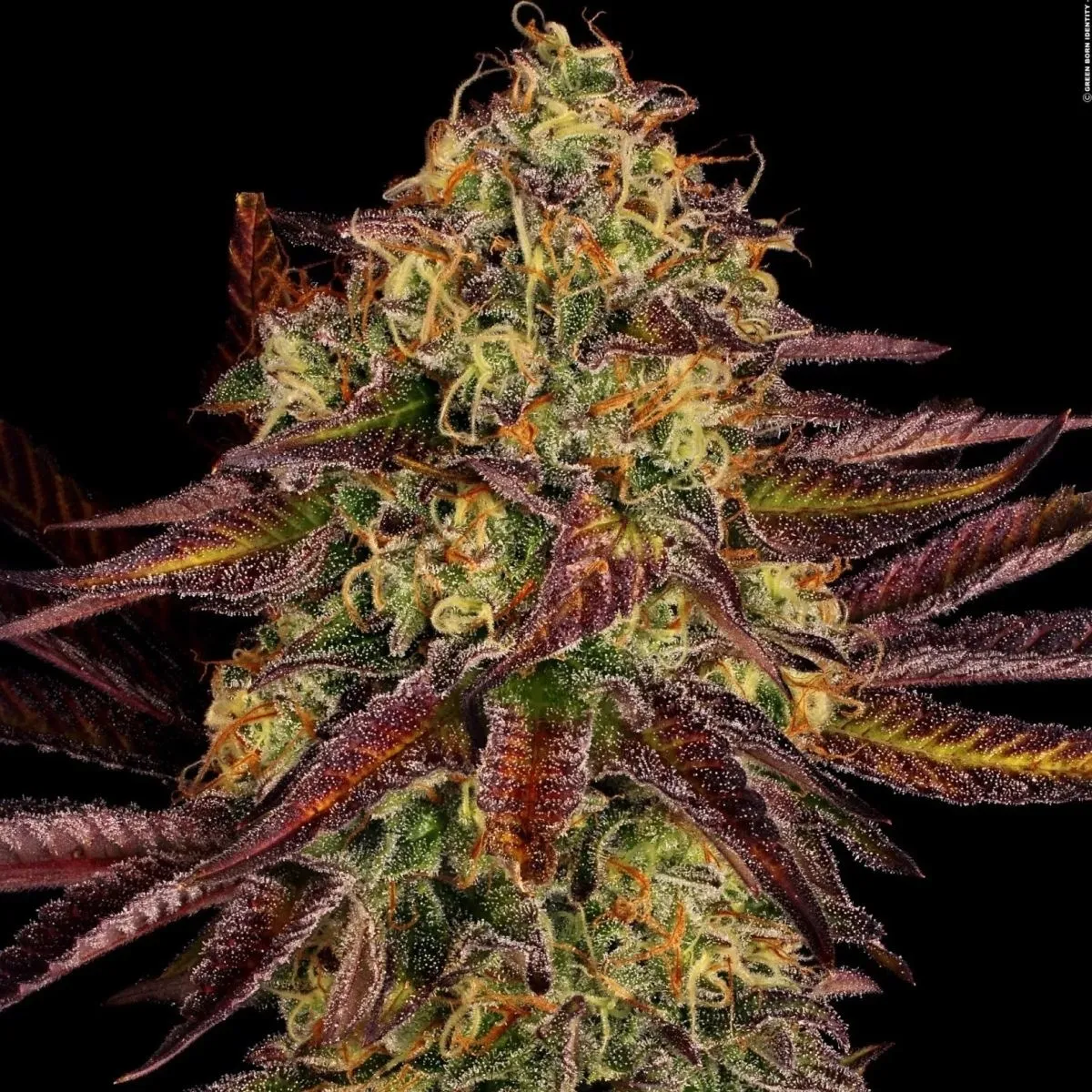Tangerine Sorbet — afbeelding 3