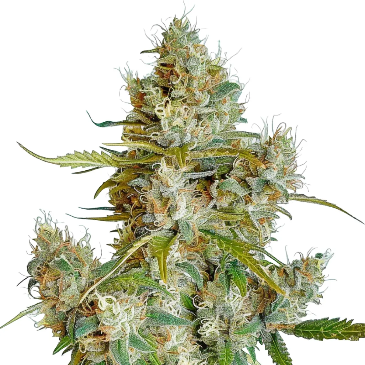 Thai Dream Auto — afbeelding 2