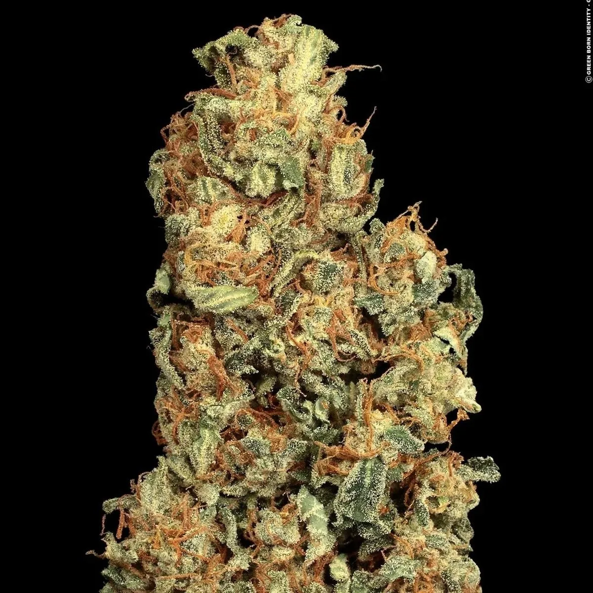Vertigo — afbeelding 2