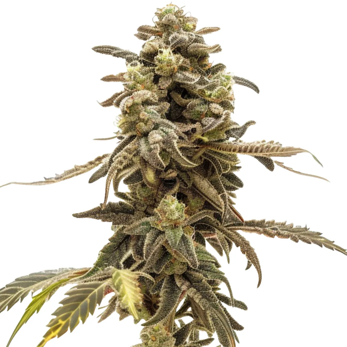 Wedding Cake Auto — afbeelding 2