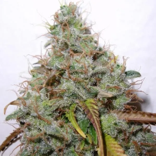White Berry — afbeelding 2