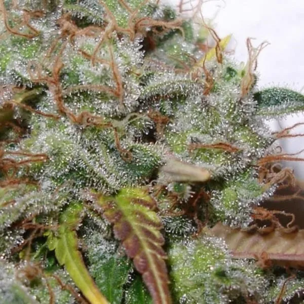 White Berry — afbeelding 3