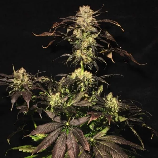 White Berry — afbeelding 4