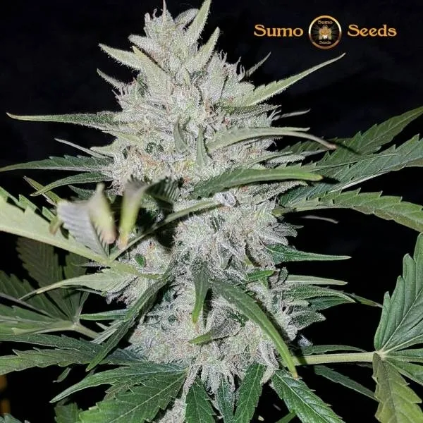 White Cheese Auto — afbeelding 2