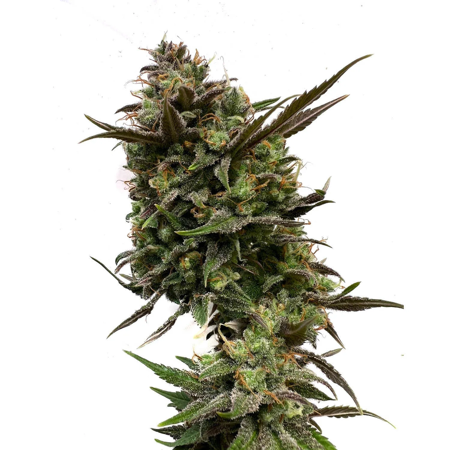 White Choco — afbeelding 2