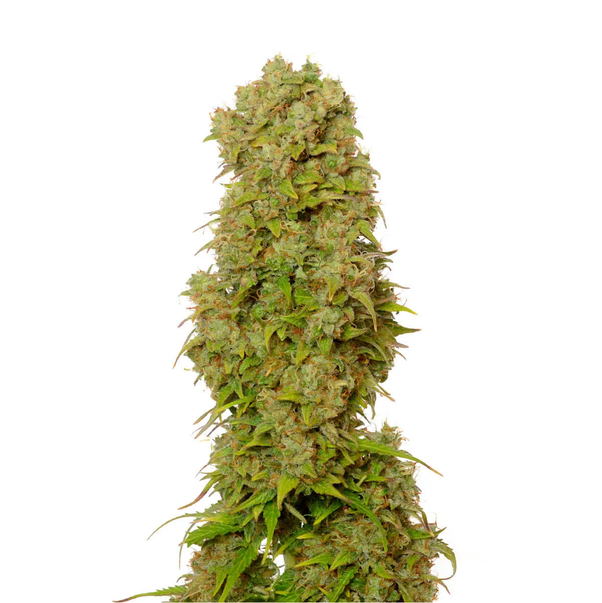 White Choco Autoflower — afbeelding 2