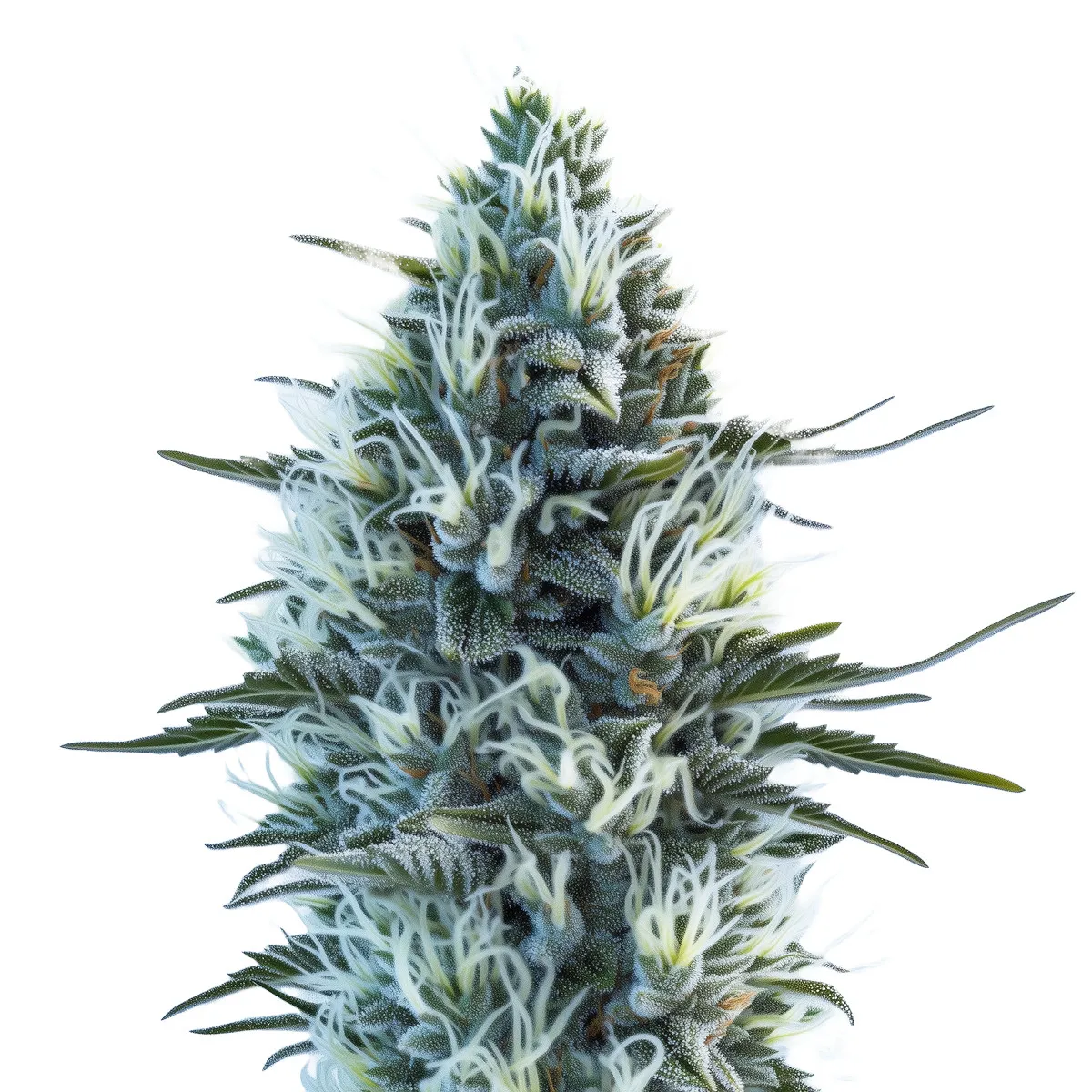 White Widow Auto — afbeelding 2
