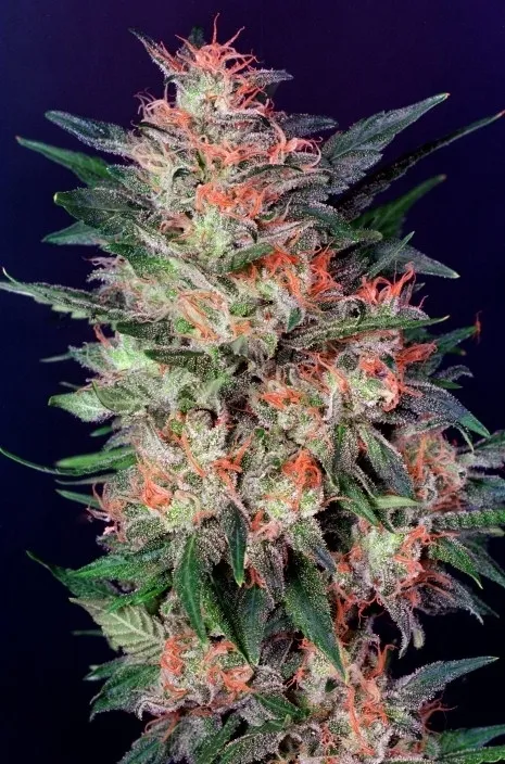 White Widow — afbeelding 2