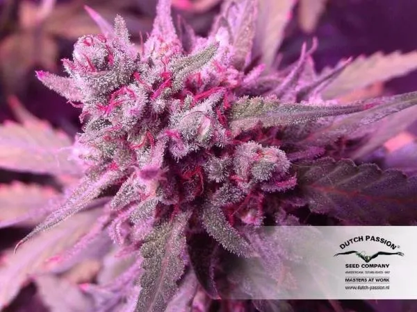 White Widow — afbeelding 3
