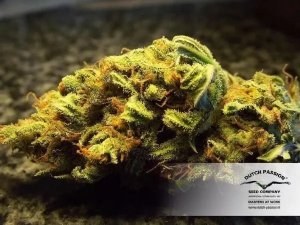 White Widow — afbeelding 4