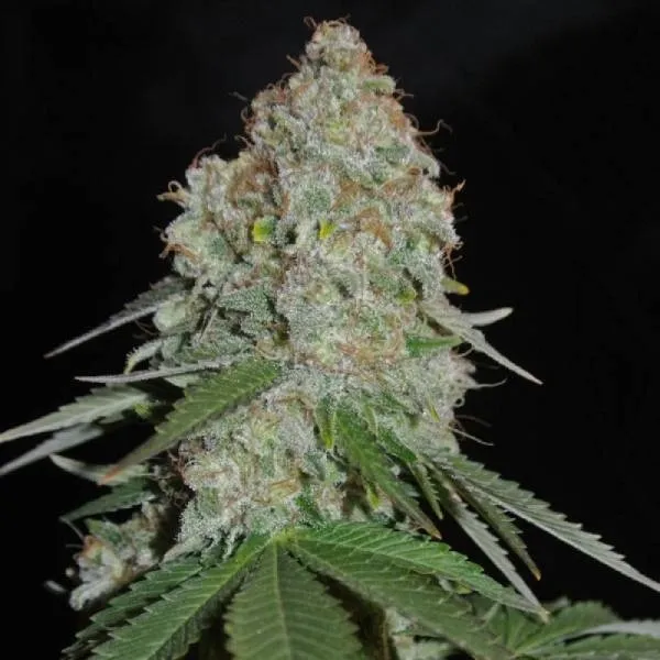 White Widow Original — afbeelding 2