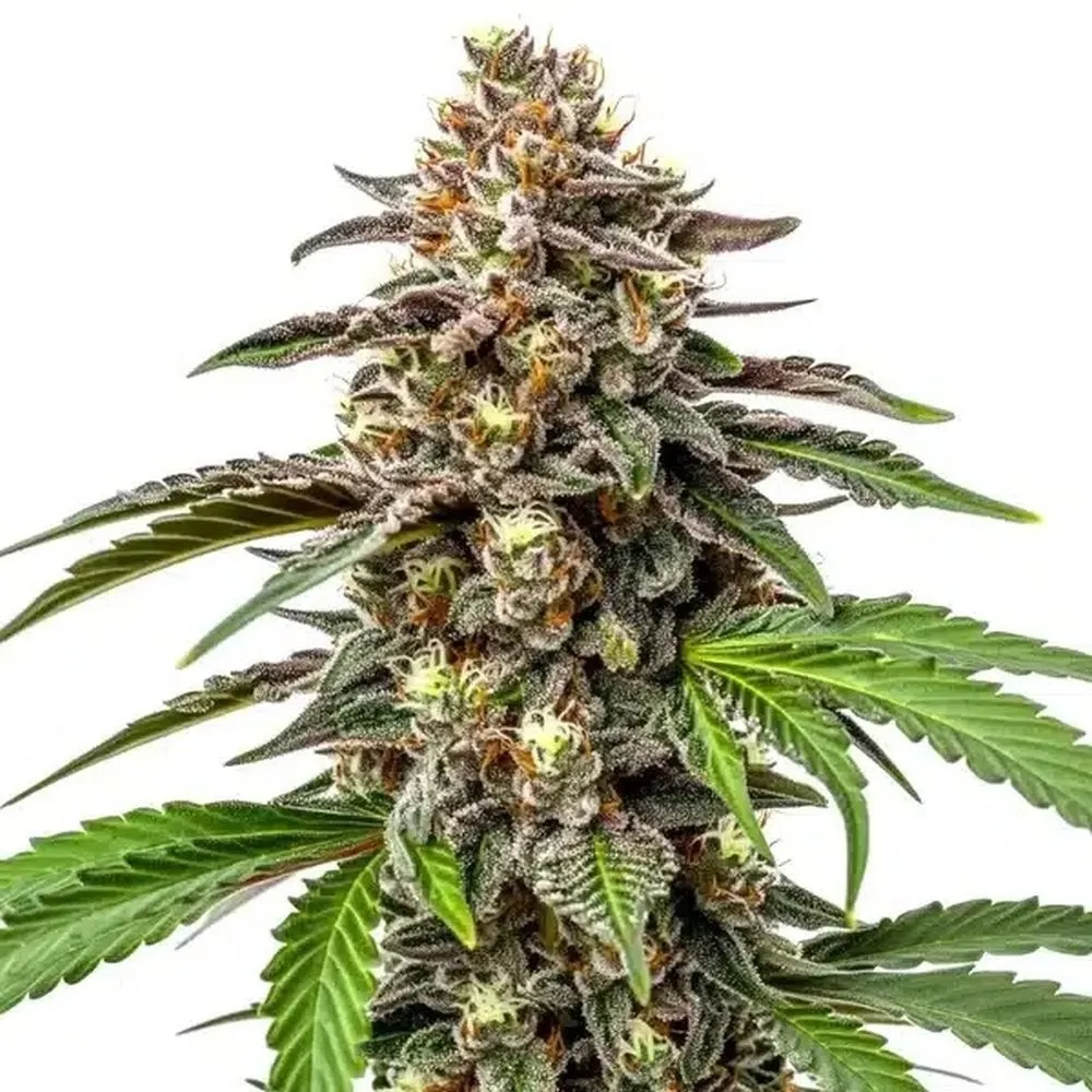 Whitethorn Rose x Ooze Extraction — afbeelding 2