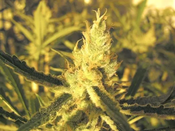 Y Griega CBD — afbeelding 2