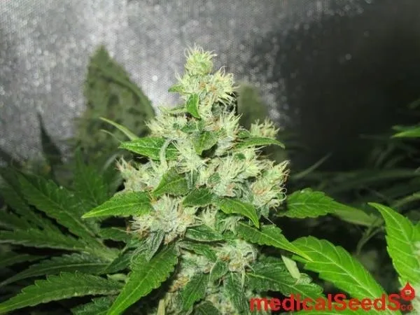 Y Griega CBD — afbeelding 3