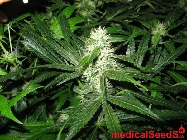 Y Griega CBD — afbeelding 4